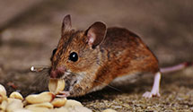 24 Hour & Emergency Exterminators in Island Lake, IL
